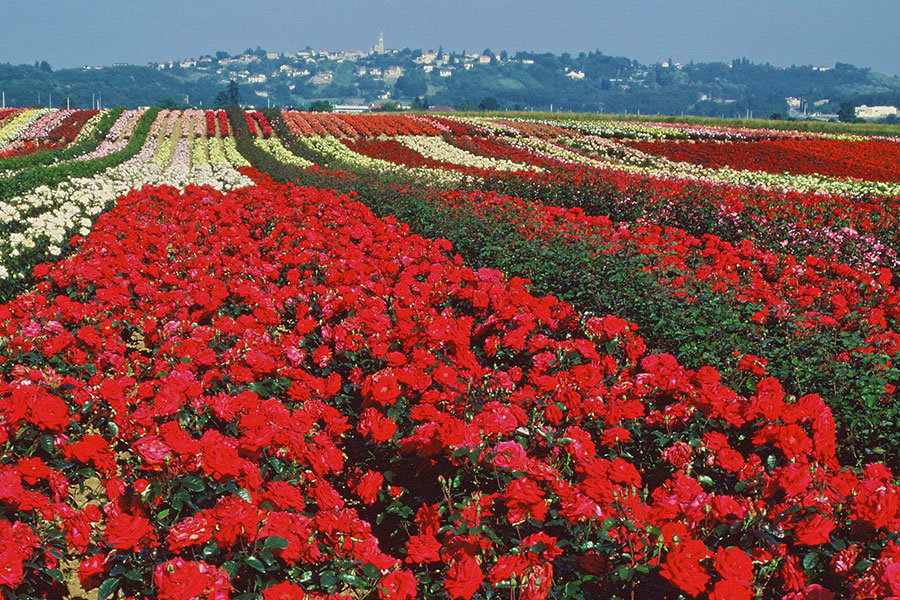 Vente de roses Saint Quentin Fallavier