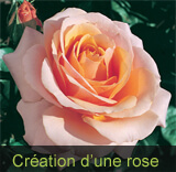 Création d'une rose