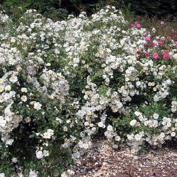 Rosier pour vos talus fleuris