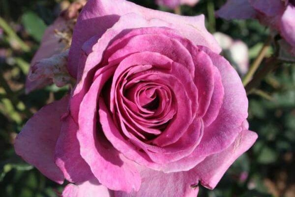 TIGE VIOLETTE PARFUMEE ® Dorient