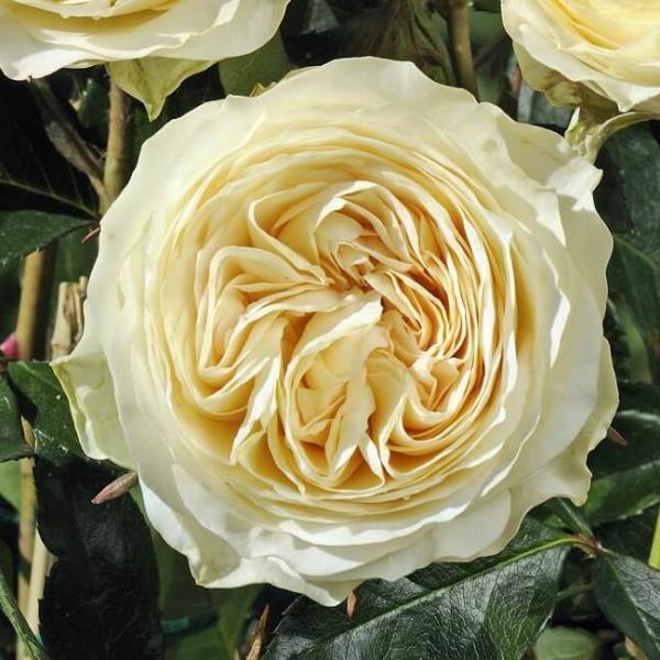 CHAMPAGNE AU MONT D'OR ® Lapverda