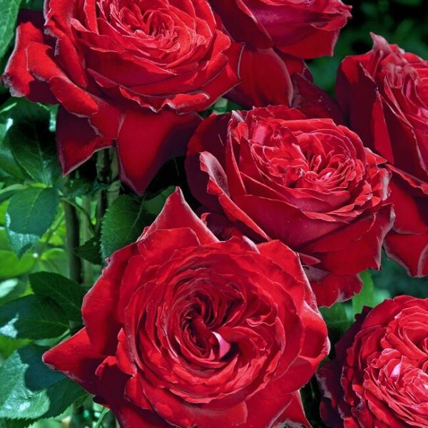 Vente rosier en ligne : Rosier grandes fleurs